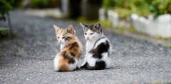 樱花日语樱花日语：为什么日本会有“爱猫热”？