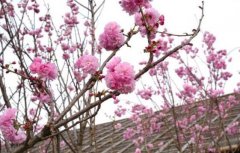 樱花日语樱花日语的学员怎么评价樱花？