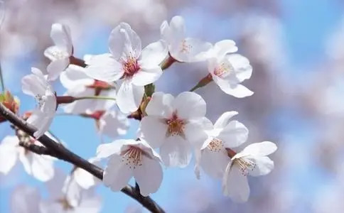 线上日语培训机构哪个更好？樱花国际日语怎么样？