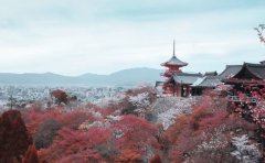 樱花日语樱花国际日语，为你的日本留学之路保驾护航