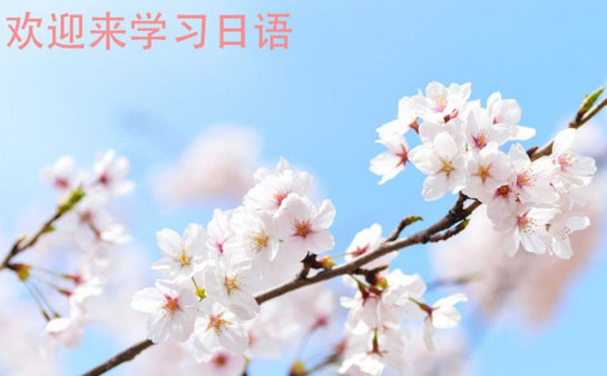 樱花日语N1