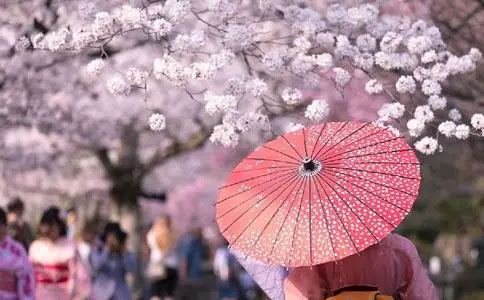 樱花国际日语口碑很差？真想被揭开！