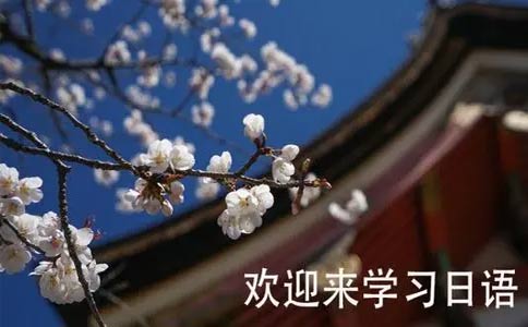 上海樱花国际日语,樱花国际日语学费